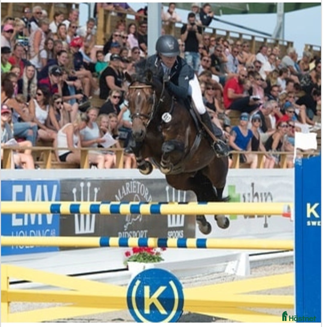 Hoppning hästar till salu: Premieföl i Linderöd - Annons 6