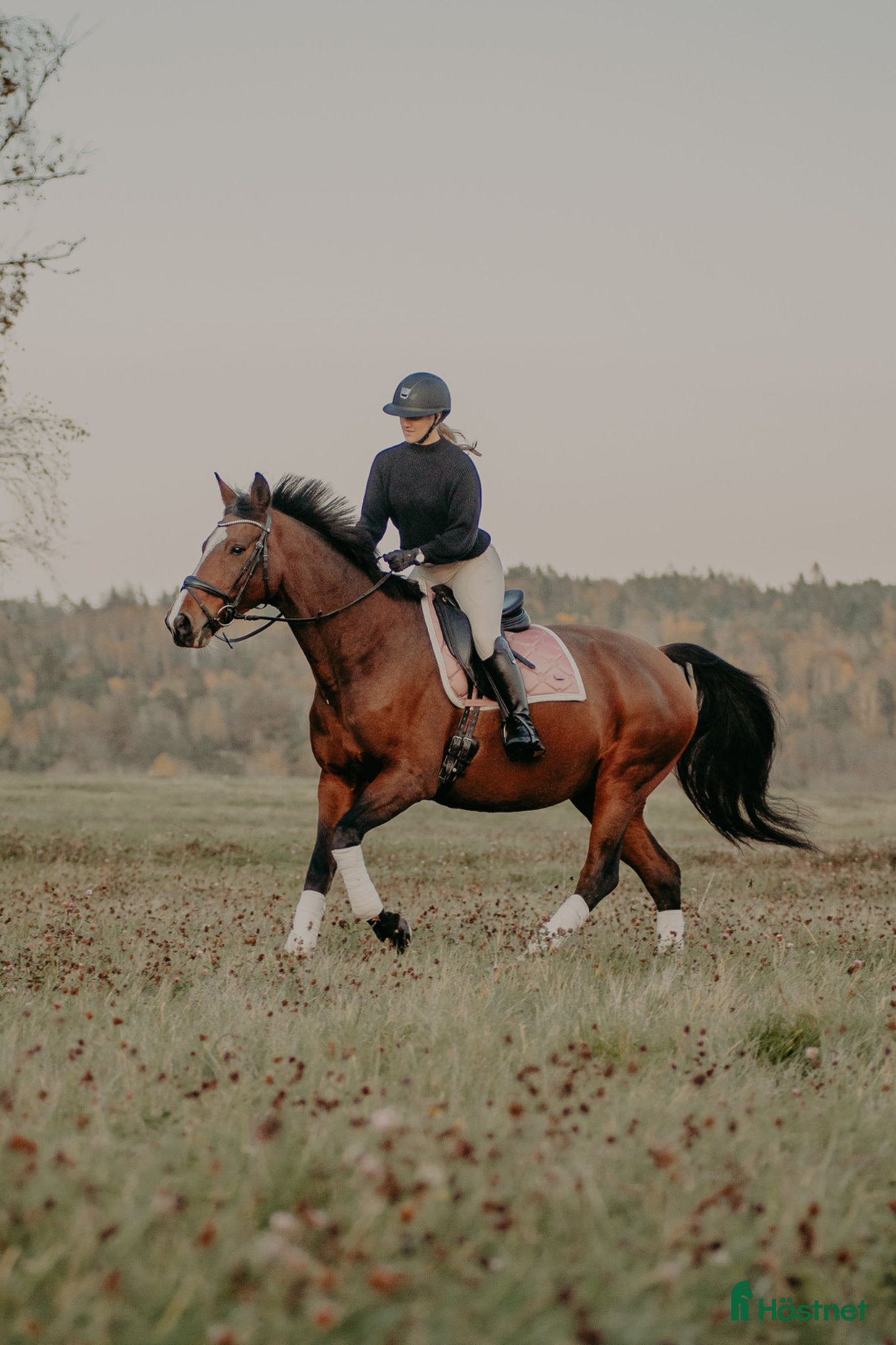  foderhäst 18 årigt sto uthyres  - Annons 2