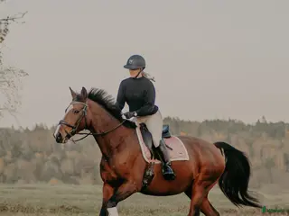 foderhäst 18 årigt sto uthyres - Annons 2