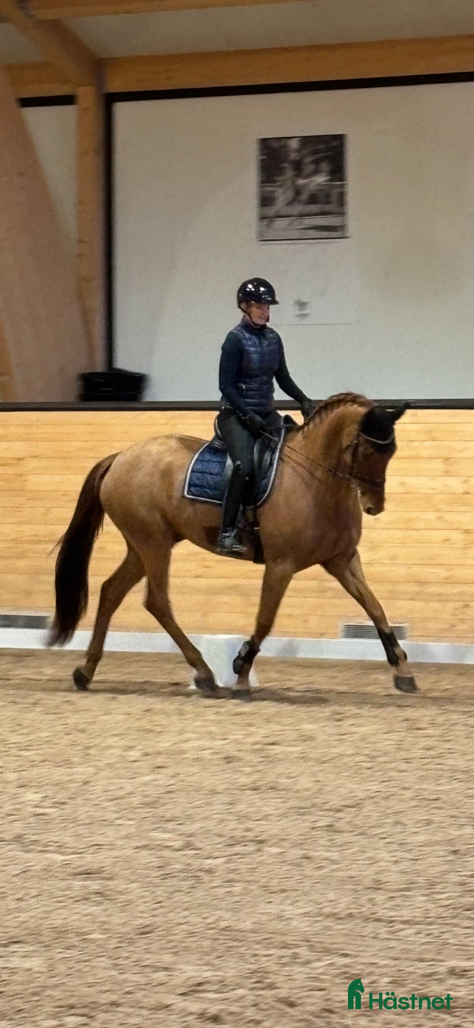  hästar Dressyrhäst med fantastisk ridbarhet - Annons 2