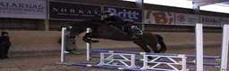 Hoppning hästar till salu: Fint SWB-sto 165 cm i Falun - Annons 2