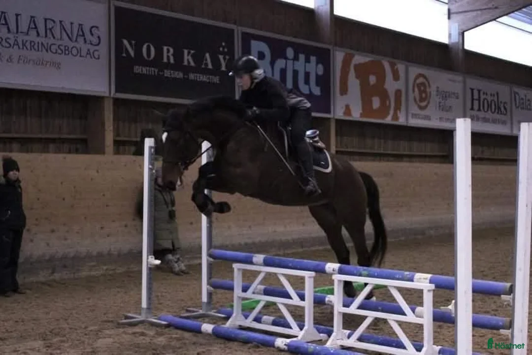 Hoppning hästar till salu: Fint SWB-sto 165 cm i Falun - Annons 2