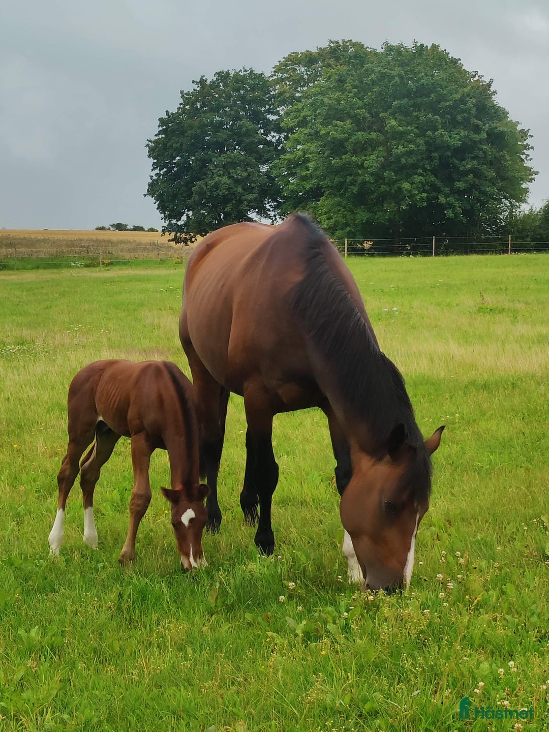 Hoppning hästar till salu: Lovande blivande 3 åring i Vollsjö - Annons 3