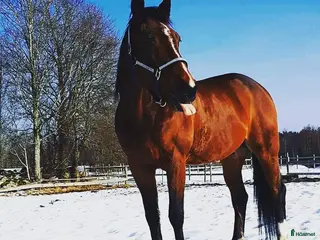 medryttarhäst finnes: 2st medryttarhästar i Älmhult - Annons 19