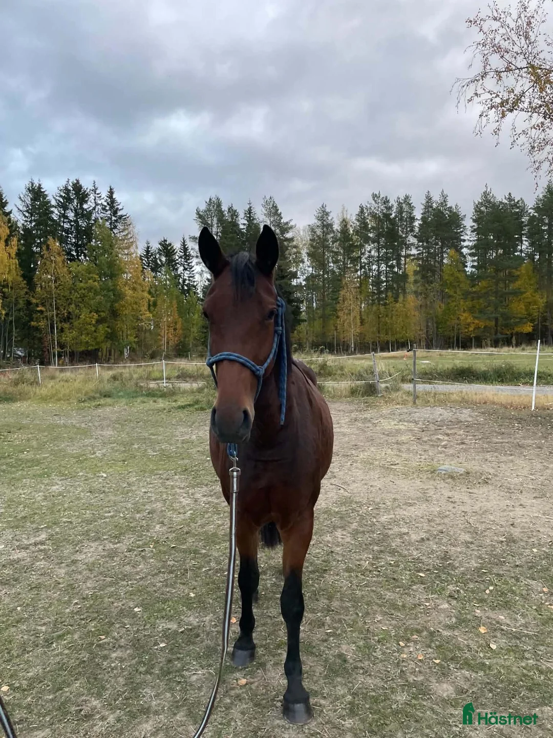Allround hästar till salu: 3 årigt sto i Lingbo - Annons 2