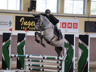hästar Syster till Easy Boy. Elbarone - Cardento i Norrköping - Annons 10