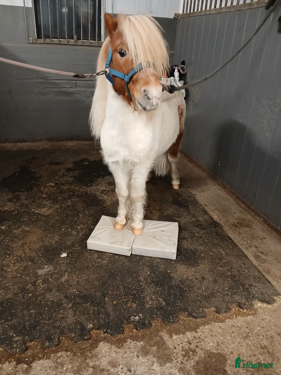 Övrigt hästar till salu: Lilla Bob letar ett hem utan små barn! - Annons 2