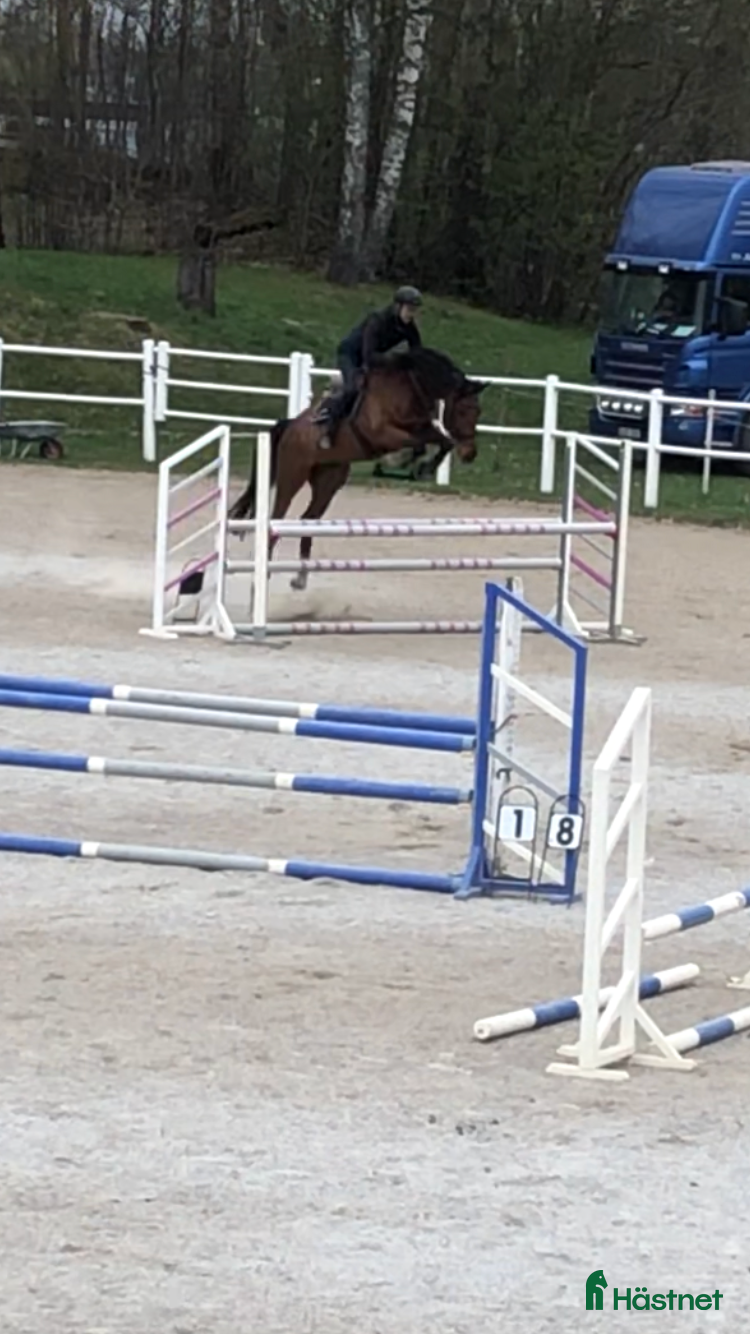  hästar Trevlig hopp/allroundhäst i Örebro - Annons 23