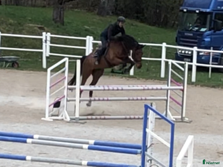 hästar Trevlig hopp/allroundhäst i Örebro - Annons 23
