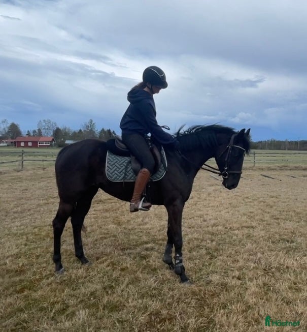  hästar Socialt 4-årigt sto  i Axmar - Annons 6