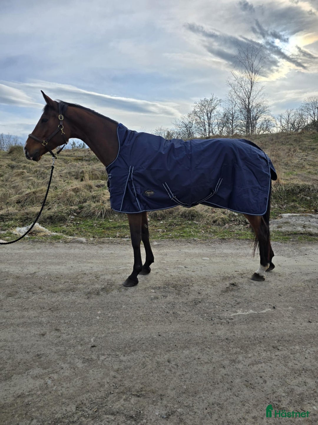 Täcken hästutrustning till salu: Nya täcken  i Åtvidaberg - Annons 2