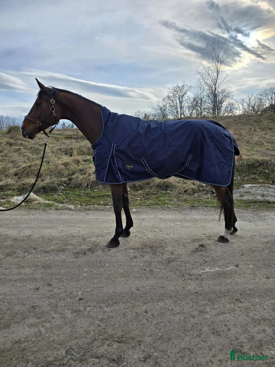 Täcken hästutrustning till salu: Nya täcken  i Åtvidaberg - Annons 2