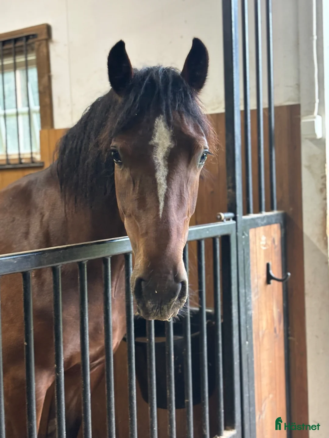 Allround hästar till salu: Fin Welsh cob valack - Annons 1