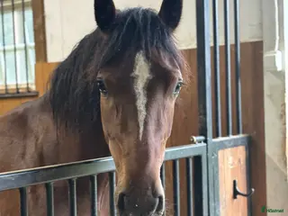 hästar Fin Welsh cob valack - Annons 6