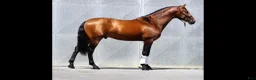 Dressyr hästar till salu: Vacker PRE 175cm.  - Annons 3
