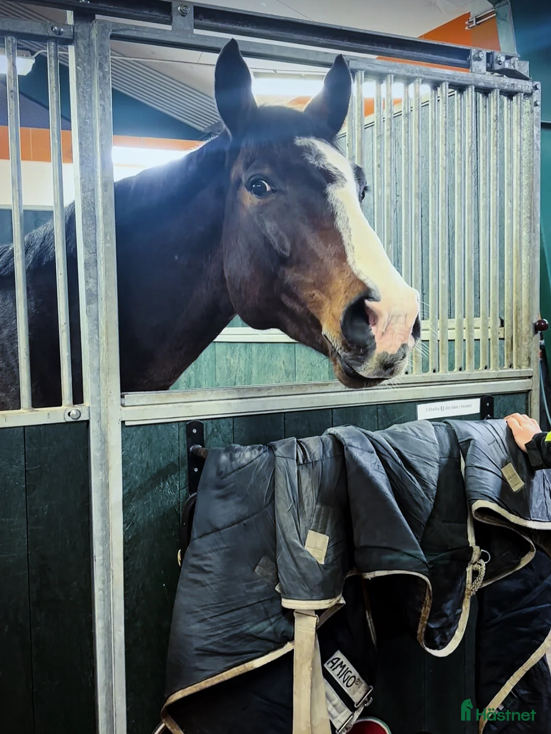  medryttarhäst finnes: Erfaren medryttare till häftig Swb hopp/dressyr i Västerhaninge - Annons 11
