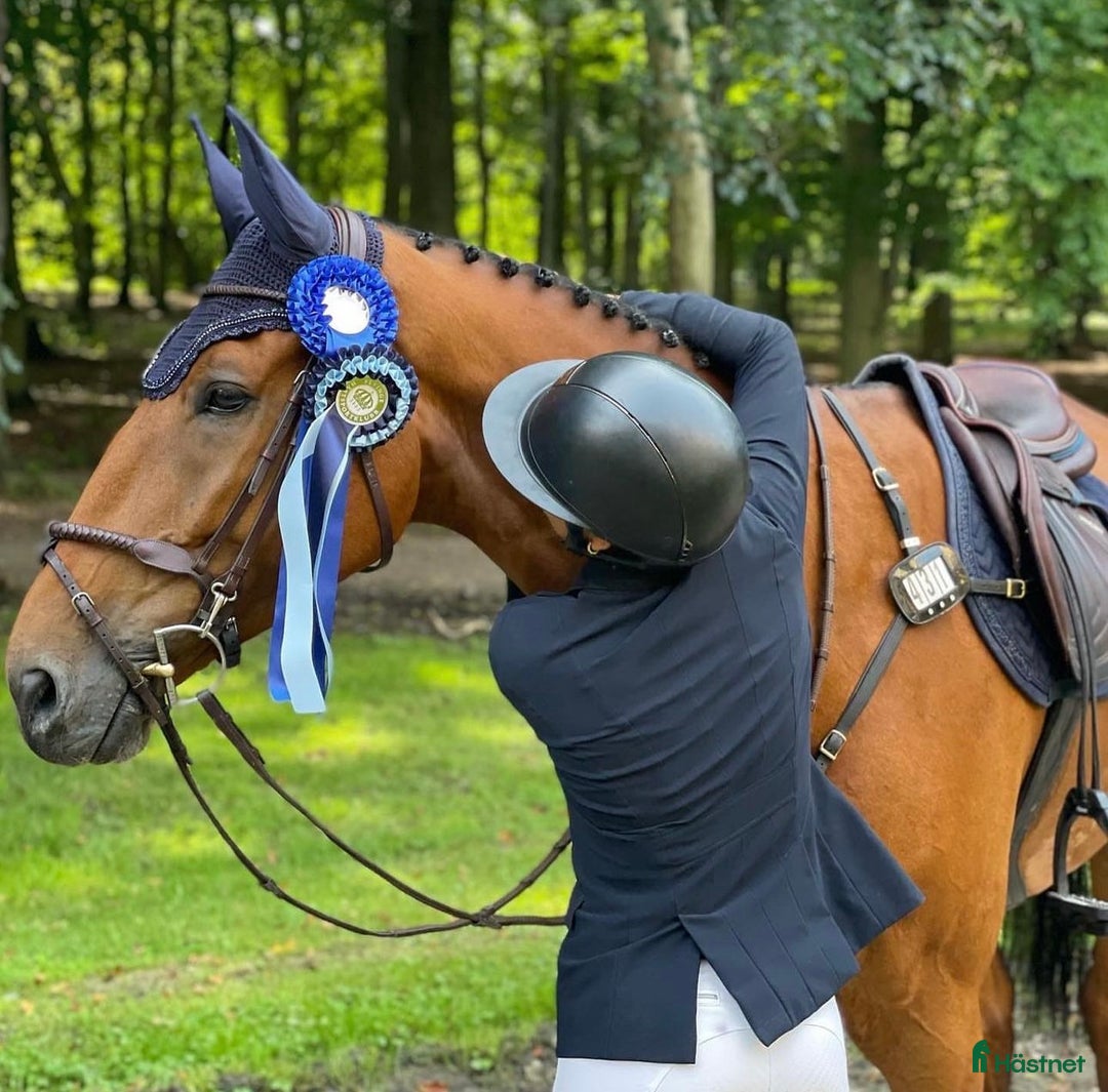  hästservice finnes: ✨ Utbildning, försäljning, tävling ✨ i Hörby - Annons 2