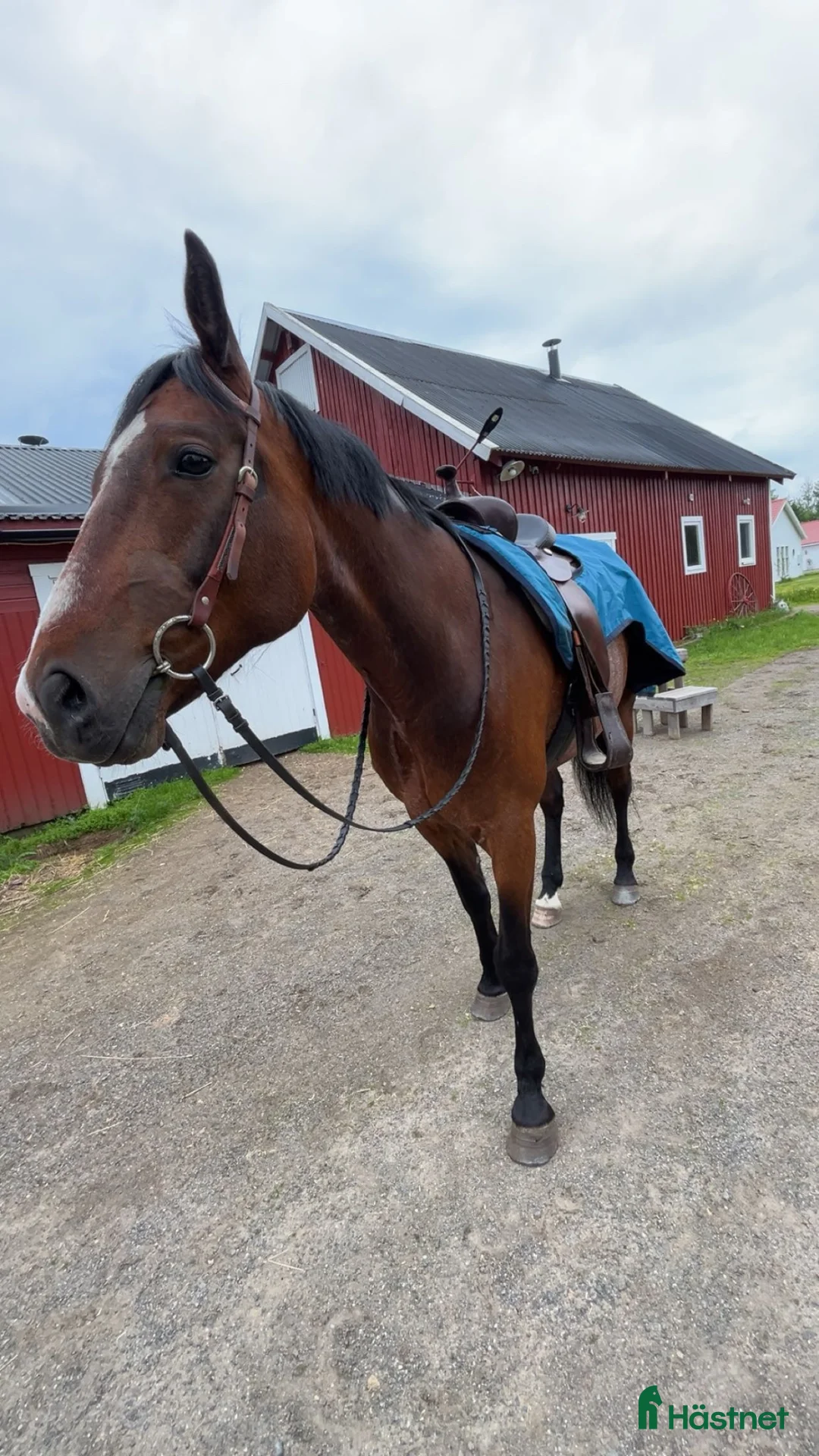  foderhäst finnes: Fodervärd sökes till en snäll valack  i Örviken - Annons 2