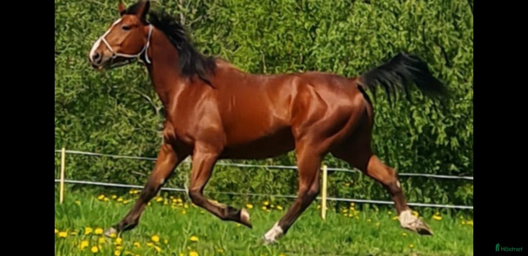 Trav hästar till salu: Häst säljes i Bollstabruk - Annons 1