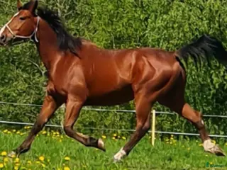 hästar Häst säljes i Bollstabruk - Annons 14