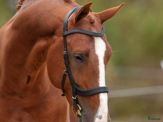 Träns hästutrustning till salu: Fynda anatomiskt träns i nyskick! i Tibro - Annons 19