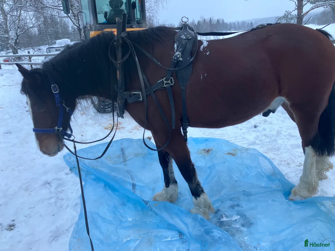 Allround hästar till salu: Welsh cob valack med enorm utstrålning!! - Annons 2