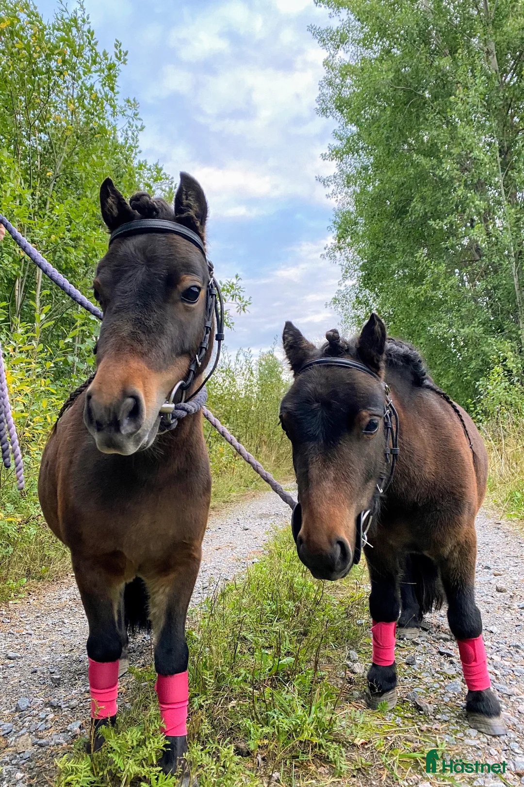 Allround hästar till salu: Bästa minishettisarna - Annons 2