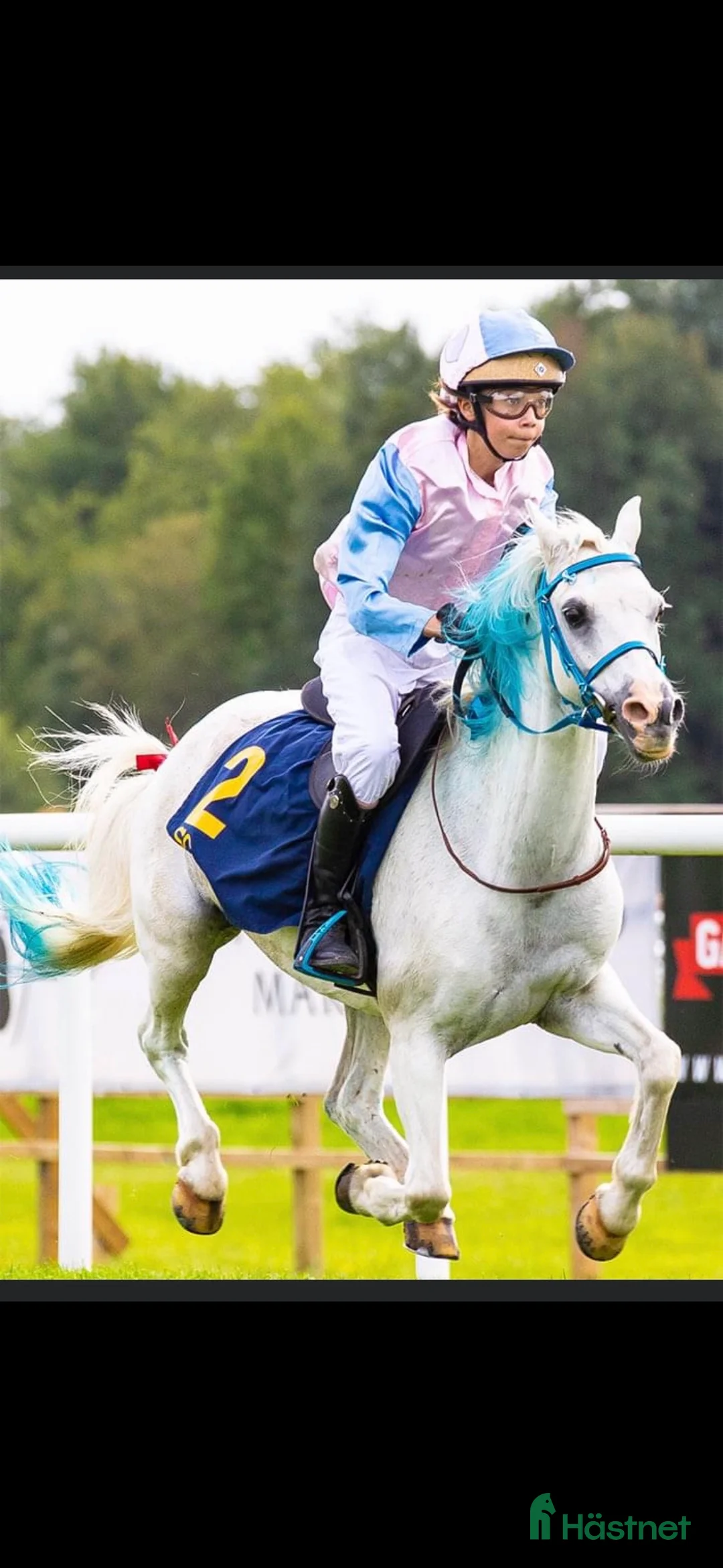 Allround hästar till salu: Allsidig ponny  i Lerum - Annons 2