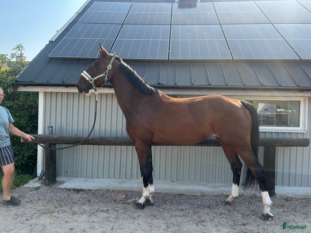 Hoppning hästar till salu: Vacker ungsto men rörelser över medium i Kristianstad - Annons 2