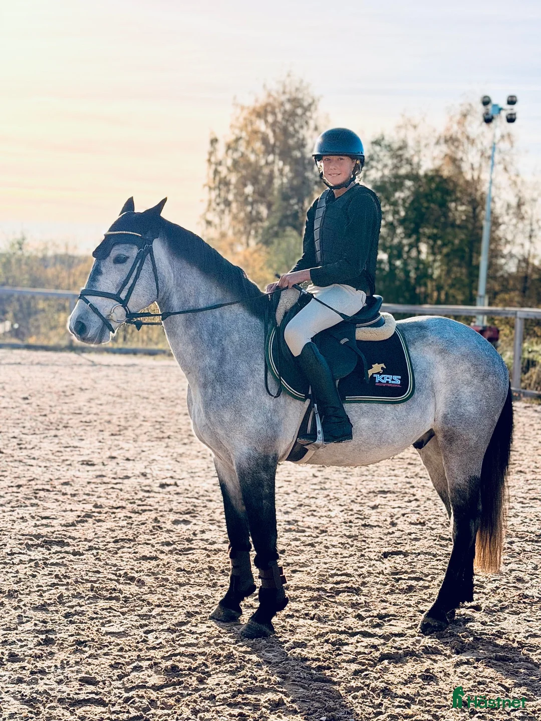 Allround hästar till salu: 5-årig D ponny med mycket potential! 🌟 - Annons 1