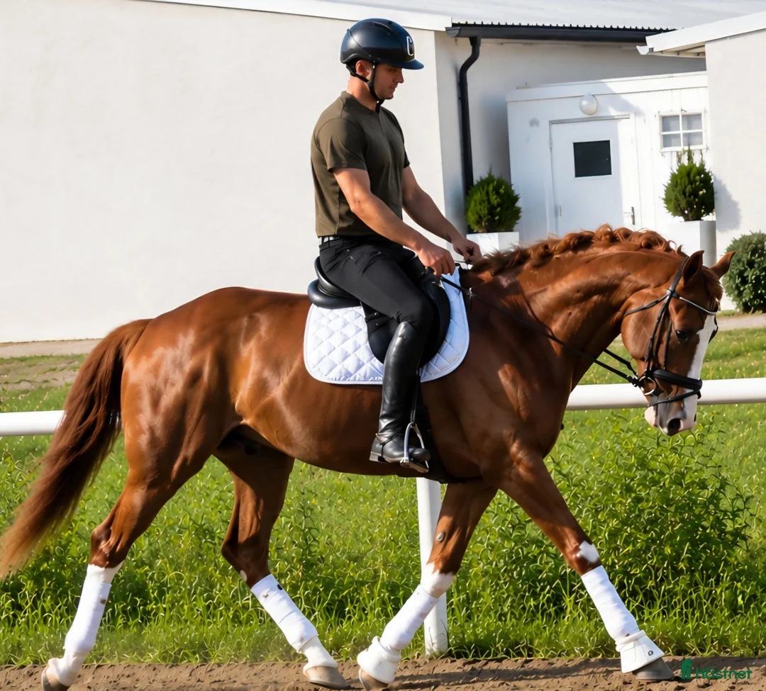 Allround hästar till salu: Top coloured dressage & driving Champion - Annons 1