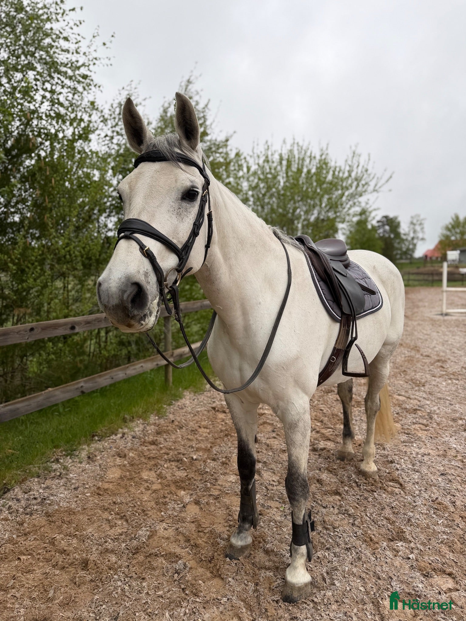  hästar Selektionssto SWB🌟 - Annons 3