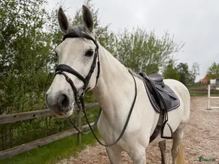 hästar Selektionssto SWB🌟 - Annons 3