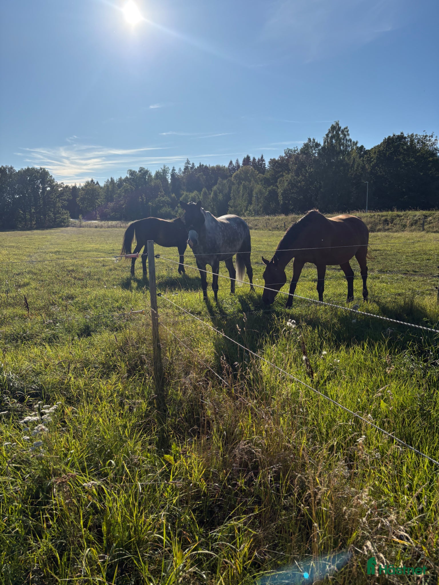  stallplats Stallplats finnes från 1 juni - Annons 6
