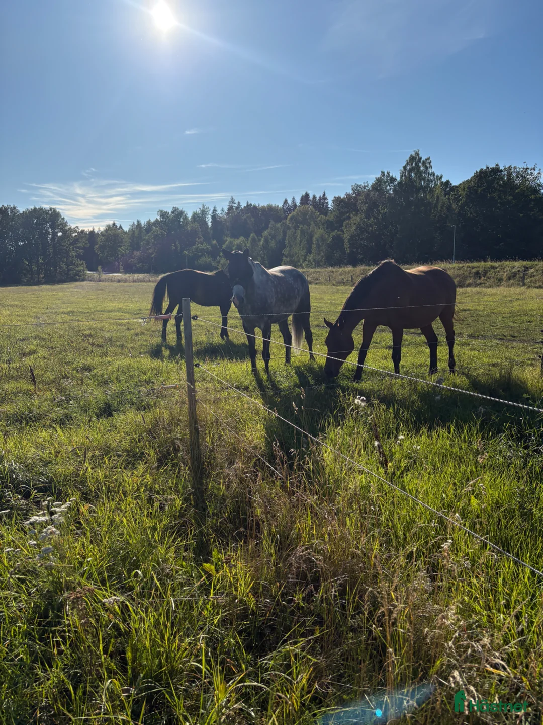  stallplats finnes: Stallplats finnes från 1 juni - Annons 1