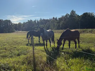 stallplats Stallplats finnes från 1 juni - Annons 9