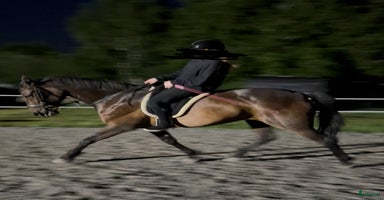  hästar i Ekerö - Annons 15