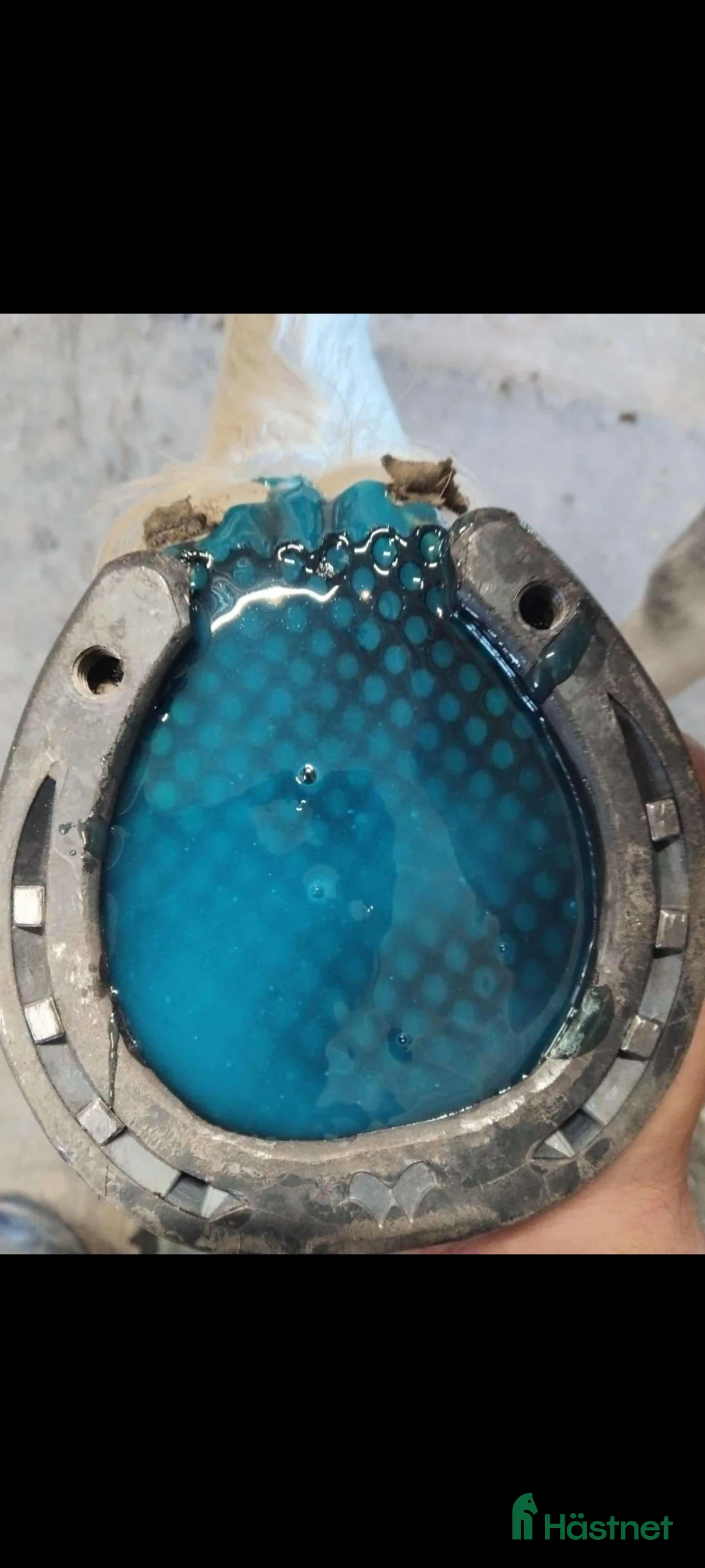  hästservice finnes: Hovslagare  i Örebro - Annons 1