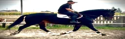 Allround hästar till salu: Amika–5yo.Silesian Warmblood Mare|169cm|Allrounder - Annons 9