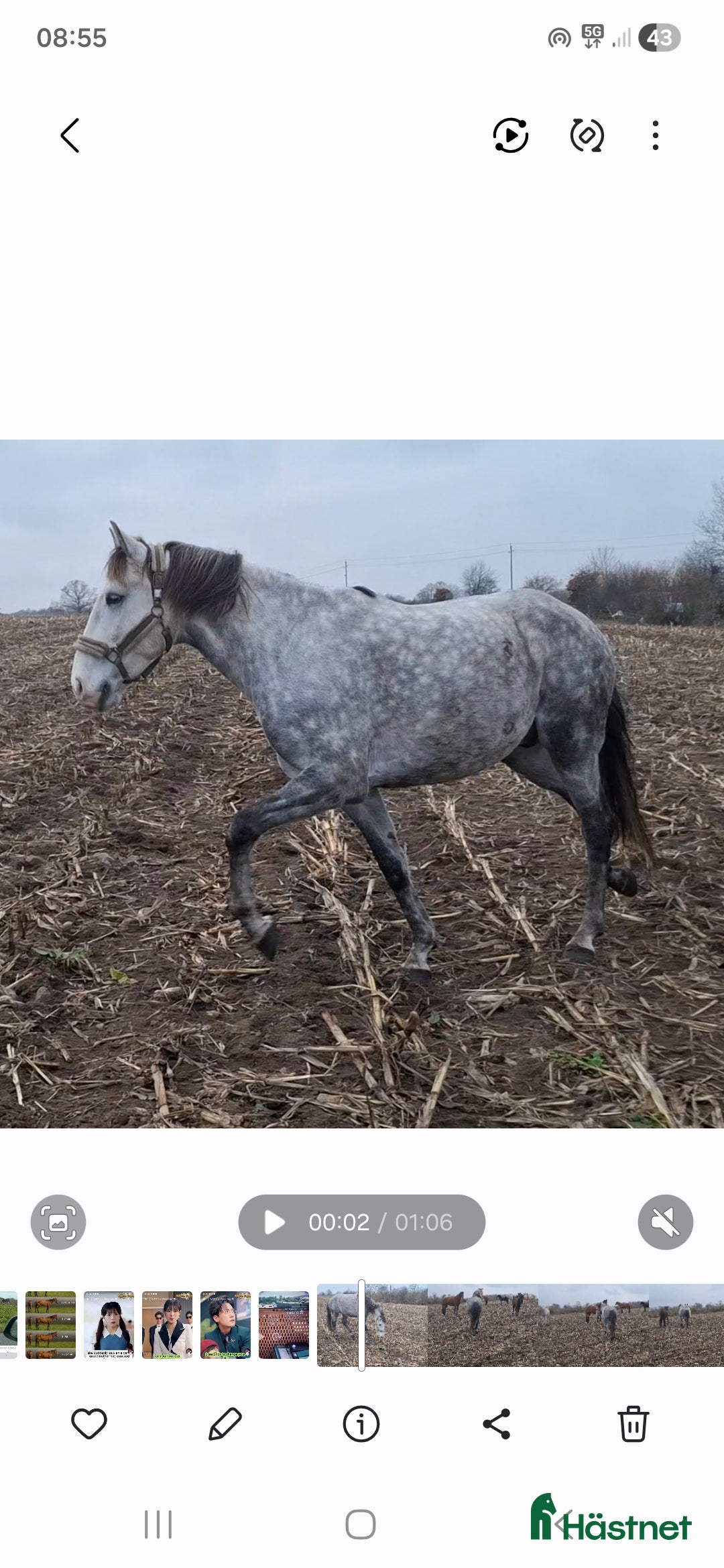 Allround hästar till salu: Lovande valack i Brösarp - Annons 6