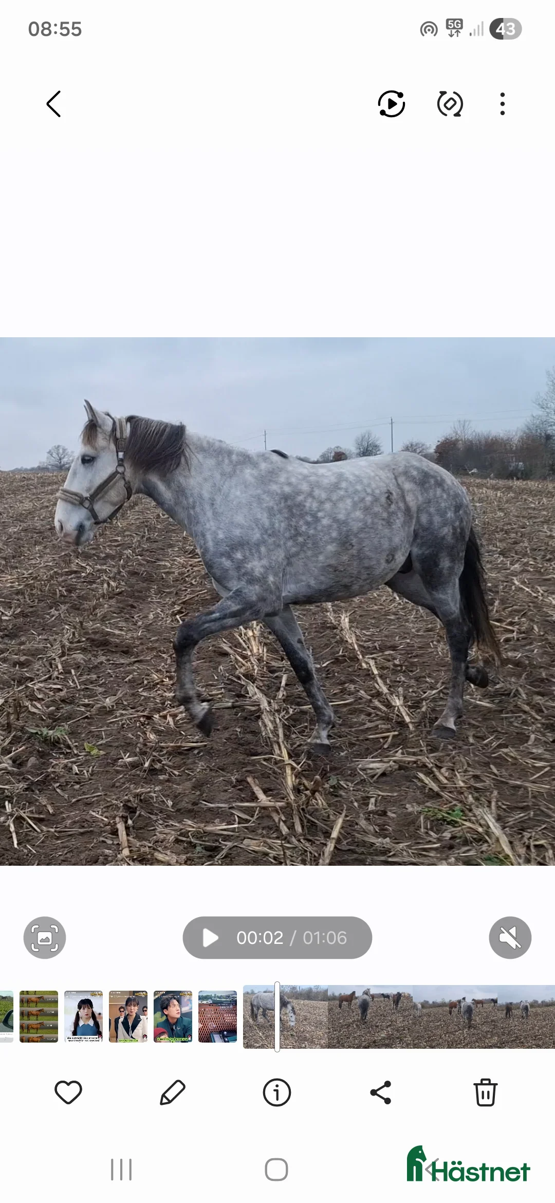 Allround hästar till salu: Lovande valack i Brösarp - Annons 6