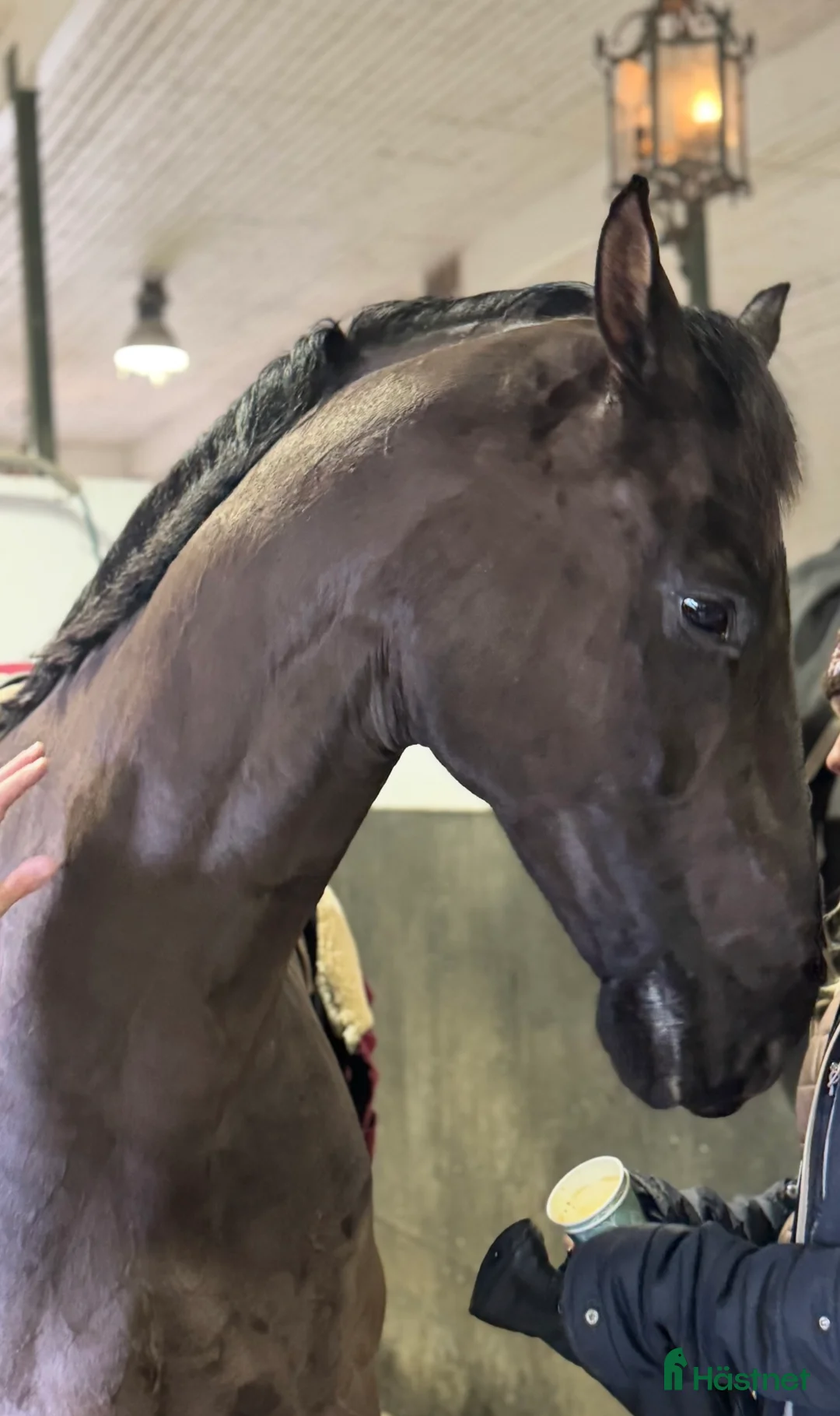 Dressyr hästar till salu: Känslig kille med stor potential  - Annons 2