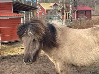 hästar 5-årig islandshäst - Annons 1