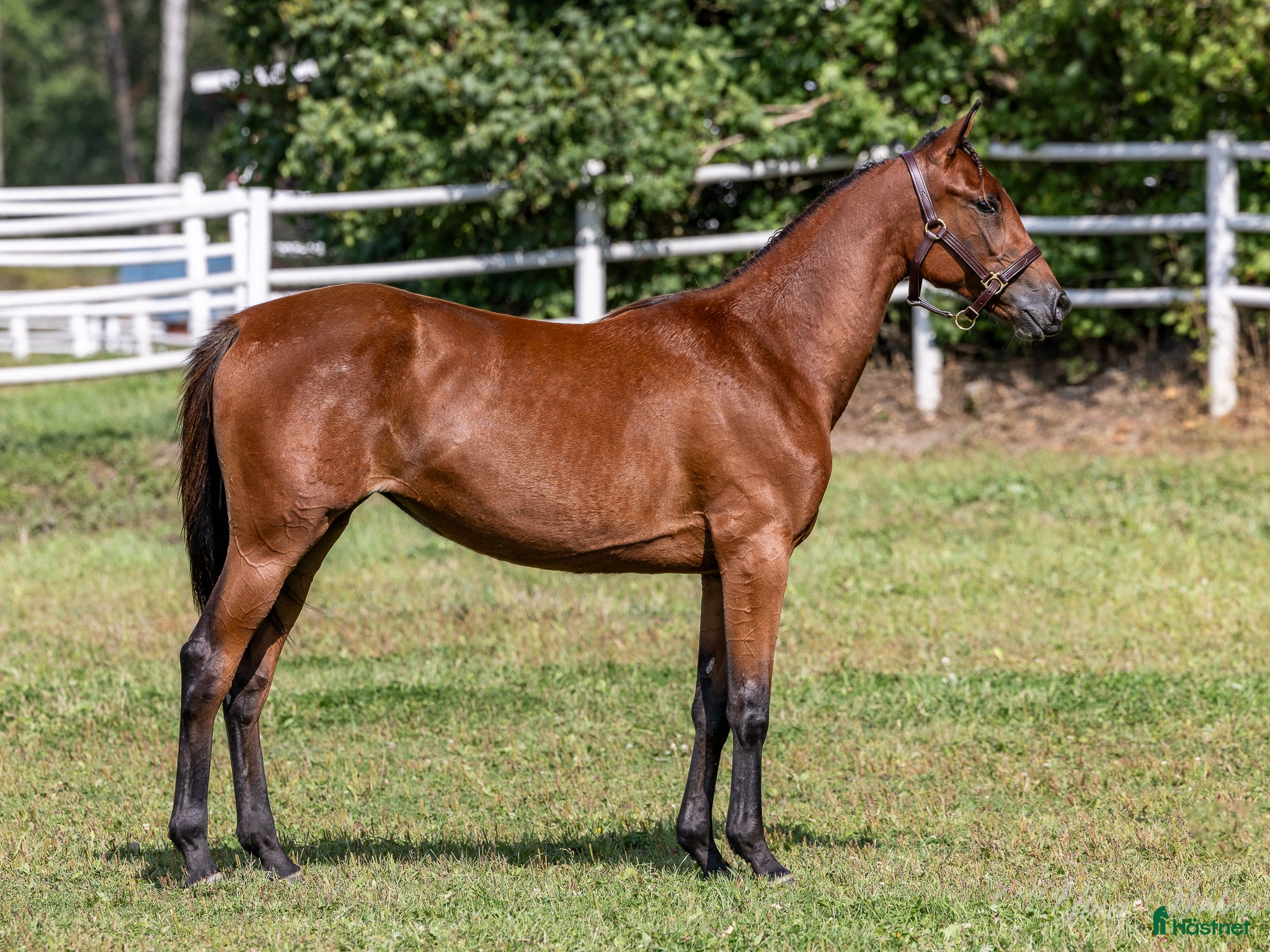  hästar nybliven 3 åring i Heby - Annons 6
