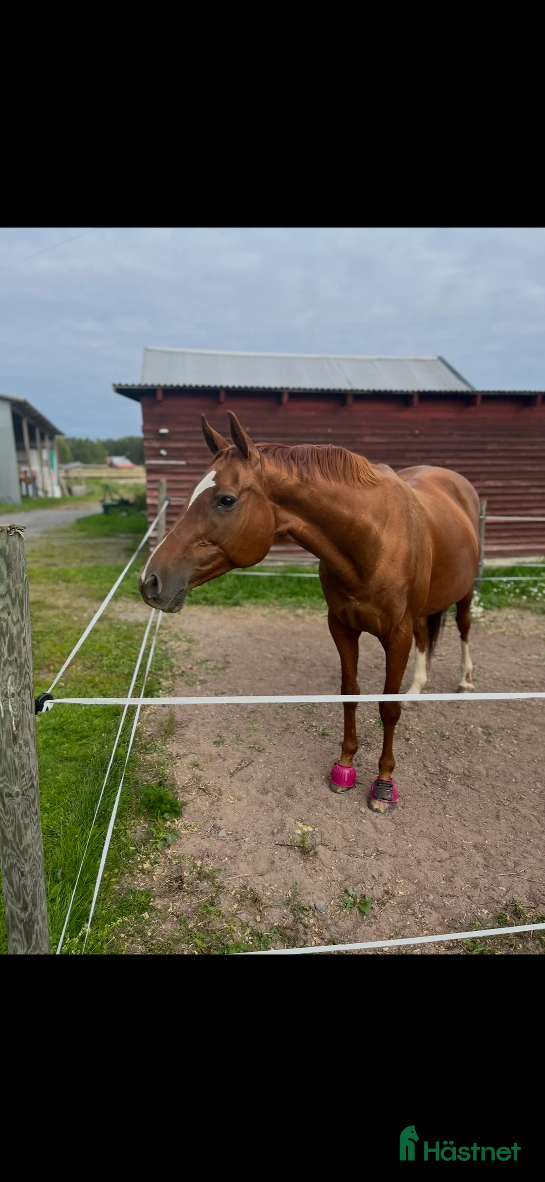 Allround hästar till salu: En bästa vän till promenad/hobbyridning  - Annons 1