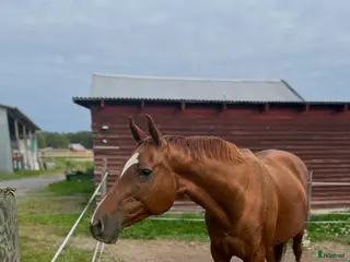 hästar En bästa vän till promenad/hobbyridning - Annons 15