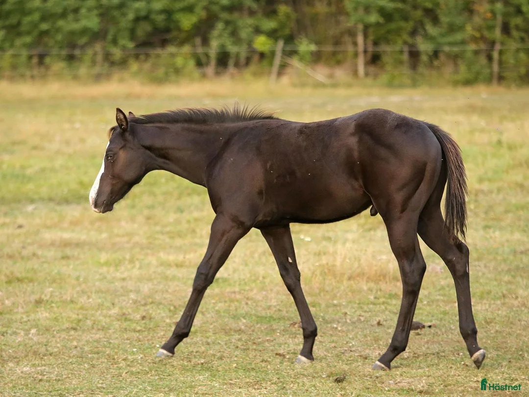 Western hästar till salu: Nu är det snart vår - Annons 15