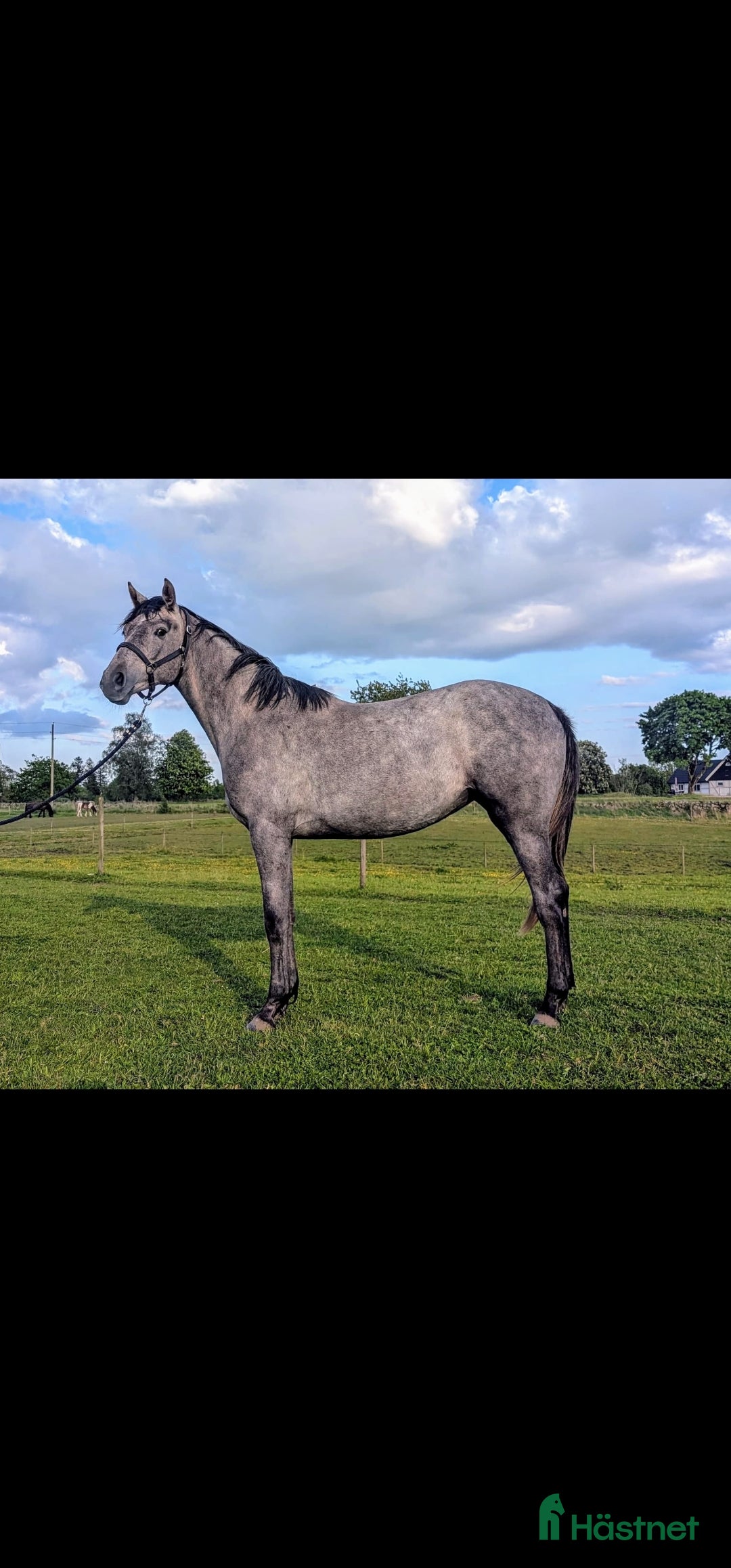 Hoppning hästar till salu: Vackert UNGSTO med goda framtidsplaner  i Blentarp - Annons 1