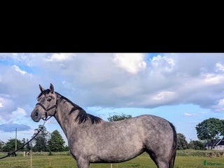 hästar Vackert UNGSTO med goda framtidsplaner i Blentarp - Annons 18