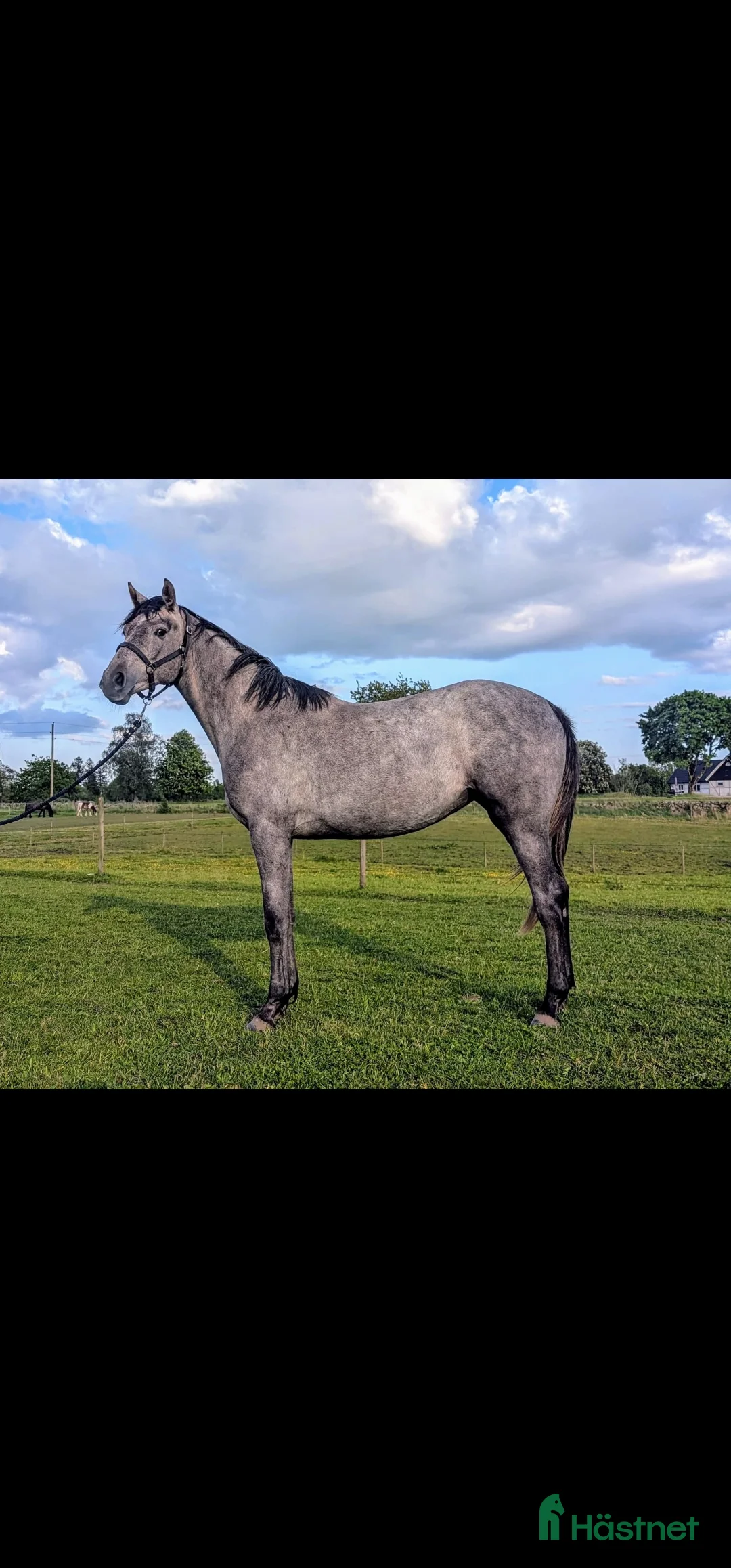 Hoppning hästar till salu: Vackert UNGSTO med goda framtidsplaner  i Blentarp - Annons 1